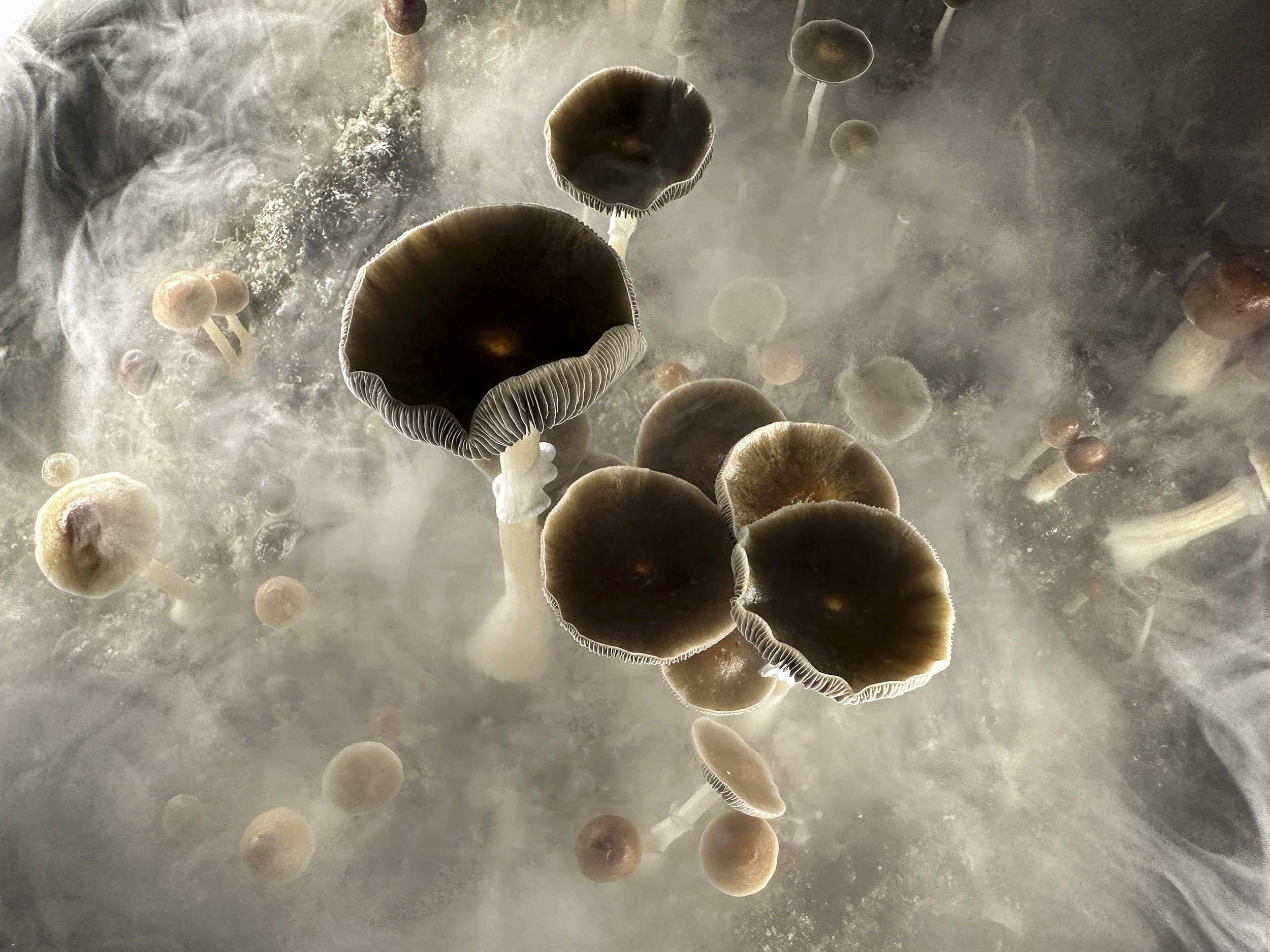 Psilocybin mushrooms.